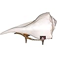 ANI DIVINE Dakshinavarti Shankh Valampuri Sangu Dakshin Mukhi Shankh with Brass Stand for Pooja Pure White Colour Non Blowing