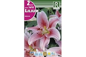 ROCALBA BULBO LILIUM - AZUCENA - LIRIO MONA LISA - 2 UD.…