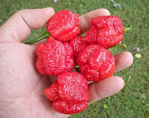 Preisvergleich Produktbild Hemore Death Chilli Samen 20 Kapseln