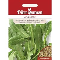 Löwenzahn Kultivierter Vollherziger mehrjährig Samen