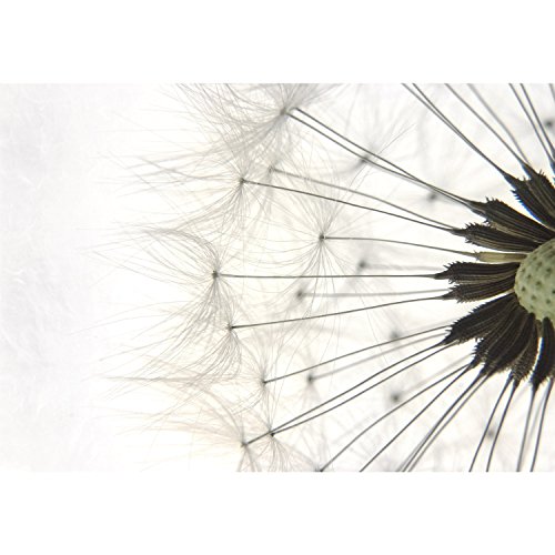 Fototapete Pusteblume 352 x 250 cm – Vliestapete – Wandtapete – Vlies Phototapete – Wand – Wandbilder XXL – !!! 100% MADE IN GERMANY !!! Runa Tapete 9002011c - 5