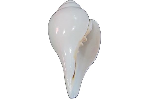 indien hindou soufflant Conque (Bajanewala Pūjā Monastère de)"7,6 cm"