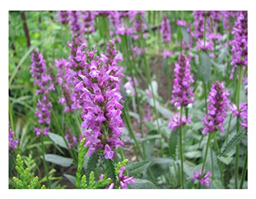 PREMIER SEEDS DIRECT - Betony - STACHYS OFFICINALIS - 1.5 GRAM ~ Approx 1050 Seeds - HERB - Wild Flower