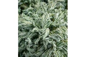 MEREDITH NURSERIES 9cm Pot Chamaecyparis pisifera Boulevard Dwarf Conifers (3 Pack)