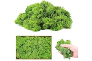 Wffeila Mousse d'Islande pour l'artisanat, 200g Mousse Artificielle, Mousse Conservée Dans la Nature, Feuilles de Mousse Réutilisables, Mousse Préservée pour la Décoration de Jardin(A)