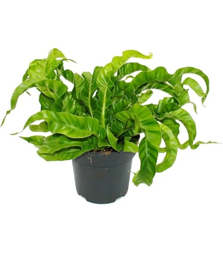 gummibaum licht Gummibaum XL