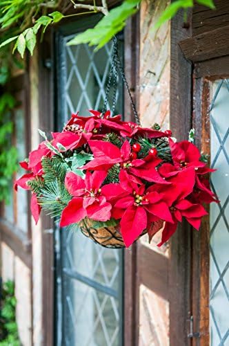 Pre-Lit Faux-Floral LED Poinsettia Hanging Basket / Table Centrepiece for Indoor/Outdoor Use – 50cm x 33cm (20” x 13”) features Real Pine Cones and Red Berries. Perfect Festive Christmas Bouquet