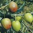 Pianta Di Olive Albero Ulivo Nocellara De Belice - Imballaggio Speciale Protettivo - 11
