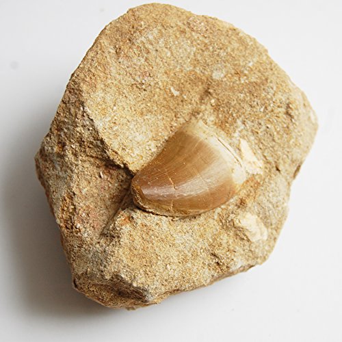 Preisvergleich Produktbild Fossiler Mosasaurier-Zahn