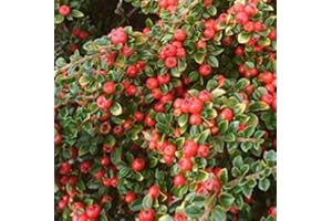 Sycamore Trading COTONEASTER microphyllus. Dwarf, Stiff branched, Spreading Shrub Forming a Low Mound (1)