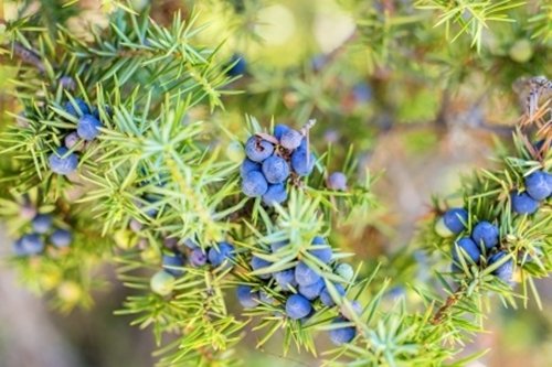 RP Seeds Juniperus communis (Common Juniper) - 30 Seeds