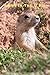 Produktbild BORN IN THE U.S.A.: Animal , Life in Nature, prairie dog, Born in the U.S.A. , U.S.A.
