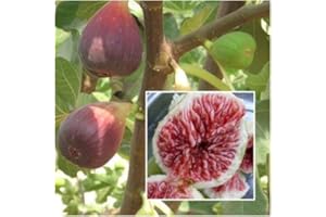 Figure 20 graines, Ficus carica, Figuier graines, fruits graines, des plantes jardin RARE