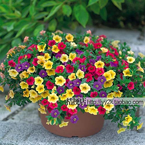 FERRY Semillas germinación Alta no sólo Plantas: unia al por Mayor de Semillas Bonsai diaolan balcón - 200 Bonsai