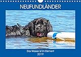 Neufundländer - Das Wasser ist ihr Element (Wandkalender 2019 DIN A4 quer): Neufundländer in allen drei Farben in ihrem angestammten Element auf 13 ... (Monatskalender, 14 Seiten ) (CALVENDO Tiere) by 