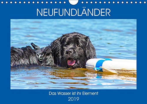 Neufundländer - Das Wasser ist ihr Element (Wandkalender 2019 DIN A4 quer): Neufundländer in allen drei Farben in ihrem angestammten Element auf 13 ... (Monatskalender, 14 Seiten ) (CALVENDO Tiere)