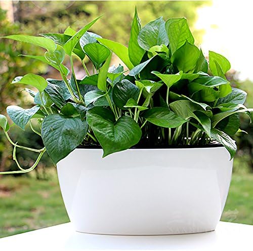MaGeBao Gardening Originality Water Storage and Automatic Watering Flower Pots, White Plant Pot, Green Plants、Succulent Planter Holder (Large—10.43n.Lx 4.92in.W x 5.51in.H)