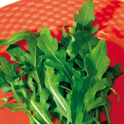 Suttons Seeds 177472 Samen, für wilden Rucola