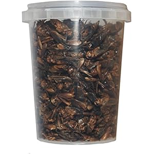 500 ml Grillen gefriergetrocknete / getrocknet | Reptilienfutter, Schildkrötenfutter, Futtertiere Igelfutter Vogelfutter