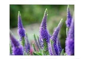 Sachet de graines de Véronique vivace en épi à fleur bleue - 0,5 g - fleur vivace - LES GRAINES BOCQUET