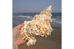 AIDEMEI Caracol De Mar Natural, Artware Intacto Grande, Decoración De Bricolaje, Conchas De Almacenamiento, Contenedor Delicado para Plantas En Macetas, Candelabro