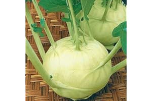 PAGANO DOMENICO E FIGLI SEMENTI DAL 1954 CAVOLO RAPA DI VIENNA BIANCO NR.300 SEMI