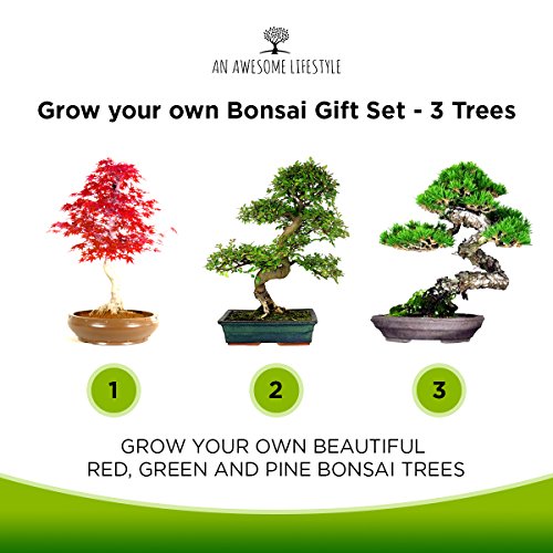 3x BONSAIBAUM SAMEN SET – Züchten Sie ihre eigenen Bonsaibäume – Geschenkset. Bonsaisamen, Pflanztöpfe, Messstäbchen, Anleitung. Japanische Rotkiefer (Pinus Densifora) Amerikanischer Amberbaum (Liquidambar Styraciflua) Rot-Ahorn (Acer Rubrum) - 6