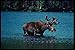 Produktbild 228039 Bull Moose Wading In Water At Sandy Stream Pond A4 Photo Poster Print 10x8