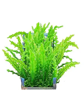 Penn-Plax Foregrounder Aqua-Scaping - Bunch Plants - Create a Lush Aquatic Landscape Instantly with a Box of Five 4 3/4'' Long x 1 5/8'' Wide Plants (Large Wavy Edge) (APBP10PEO)