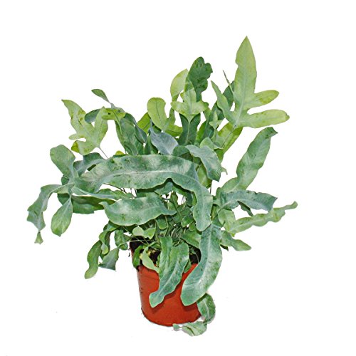 Farn - 3er Set - bestehend aus 3 besonderen Farn-Arten 12cm Topf - 