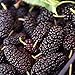 Produktbild Portal Cool 100Nutritious Pre-Geschichtete Jumbo Thornless Blackberry Seeds Juicy Süße Healt