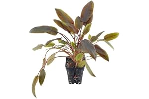 PlantasAcuario Planta acuática CRYPTOCORYNE WENDTII RED, planta de acuario viva y natural para acuarios plantados en maceta de 5cm