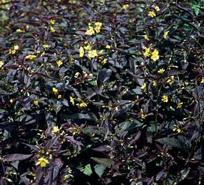 Sycamore Trading LYSIMACHIA Firecracker or Loosestrife