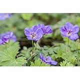 Geranium wallichianum 'Rozanne' -R- - Storchschnabel 'Rozanne'® - 11cm Topf