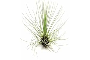 BIOTOPE AQUATICS LTD Air Plant - Easy to Keep House Airplant - Tillandsia Gift Bromeliad (Filifolia)