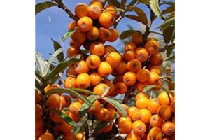 Hippophae Rhamnoides- Argousier 60-80 cm en conteneur