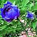 Produktbild 20 Blue Peony Flower Seeds Paeonia Potted Home Garden Plant
