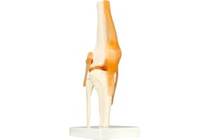 QWORK® naturalnej wielkości model anatomiczny szkieletu ludzkiego stawu kolanowego do nauki i nauczania medycznego (wysokość 30,5 cm)