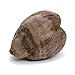 Produktbild ECHTE GANZE KOKOSNUSS GETROCKNET DEKORATION EXOTISCH TROPISCH PALME BIO DEKO NEU KOKOSPALME NÜSSE + BRILLIBRUM® FLYER
