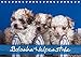 Bolonka Welpenstube (Tischkalender 2019 DIN A5 quer): Bolonka Welpen (Monatskalender, 14 Seiten ) (CALVENDO Tiere) by 