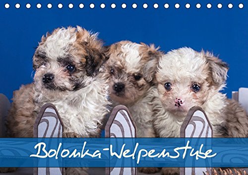 Bolonka Welpenstube (Tischkalender 2019 DIN A5 quer): Bolonka Welpen (Monatskalender, 14 Seiten ) (CALVENDO Tiere)