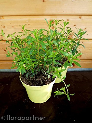 Berg Bohnenkraut Satureja montana Kräuter Pflanzen 2stk.