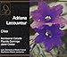 Produktbild Adriana Lecouvreur