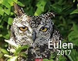 Eulen - Kalender 2017 by 