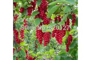 SVI ¡¡¡Nueva llegada!!! 50 semillas Schisandra chinensis Semillas cinco hierbas sabor a bayas semillas, semillas de siembra winterhart TCM - Arcis Nuevos