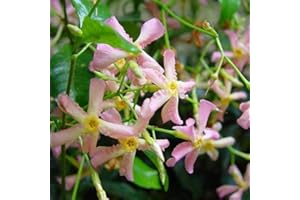 CLEMATISONLINE Sternjasmin 3er Set Rosa - Stern von Sizilien - Toskanischer Sternjasmin - 3 x Kletterpflanzen winterhart - 3 x 1,5 L Topf - Jasmin - 400cm hohe & 100cm breite Hecke möglich - 3 für den Preis von 2