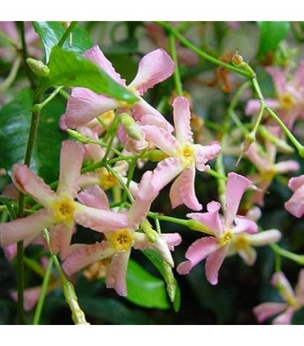 Toscaanse Jasmijn of Trachelospermum jasminoides