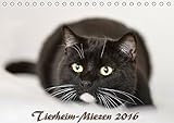 Tierheim-Miezen 2016 (Tischkalender 2016 DIN A5 quer): Kleine und große vierbeinige Individualisten warten auf ein neues Zuhause... (Monatskalender, 14 Seiten ) (CALVENDO Tiere) by 