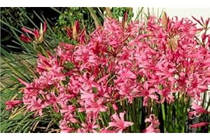 MILLTHORPE PLANT CENTRE 5 X Nerine Bowdenni Bulbs - Guernsey Lily - Large Size 12/14 - Autumn flowering - FREE P&P