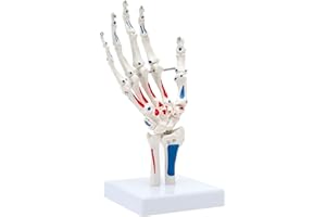 RONTEN Hand-Skelett-Modell, zeigt Ulna und Radius, die Handknochengelenke mit Muskelstart- und Endpunkten, simuliert den natürlichen Bewegungszustand der menschlichen Hand